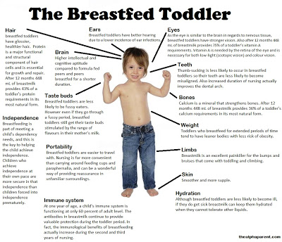 Diagram of a Breastfed Toddler